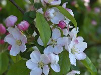 Malus sylvestris 12, Wilde appel, Saxifraga-Ab H Baas