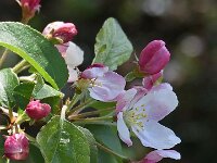 Malus sylvestris 13, Wilde appel, Saxifraga-Ab H Baas