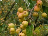 Malus sylvestris 14, Wilde appel, Saxifraga-Ab H Baas