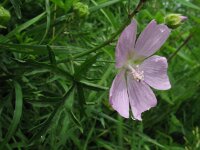 Malva alcea 2, Vijfdelig kaasjeskruid, Saxifraga-Rutger Barendse