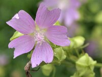 Malva alcea 20, Vijfdelig kaasjeskruid, Saxifraga-Tom Heijnen