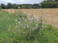 Malva alcea 21, Vijfdelig kaasjeskruid, Saxifraga-Tom Heijnen