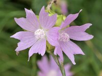 Malva alcea 23, Vijfdelig kaasjeskruid, Saxifraga-Tom Heijnen