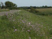 Malva moschata 12, Muskuskaasjeskruid, Saxifraga-Willem van Kruijsbergen