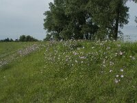 Malva moschata 13, Muskuskaasjeskruid, Saxifraga-Willem van Kruijsbergen