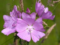 Malva moschata 14, Muskuskaasjeskruid, Saxifraga-Bart Vastenhouw