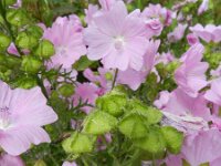 Malva moschata 15, Muskuskaasjeskruid, Saxifraga-Rutger Barendse