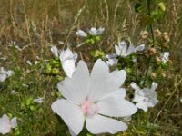 Malva moschata 16, Muskuskaasjeskruid, Saxifraga-Rutger Barendse