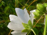 Malva moschata 17, Muskuskaasjeskruid, Saxifraga-Rutger Barendse
