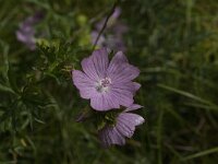 Malva moschata 18, Muskuskaasjeskruid, Saxifraga-Jan van der Straaten