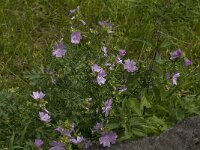 Malva moschata 19, Muskuskaasjeskruid, Saxifraga-Jan van der Straaten