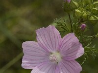 Malva moschata 2, Muskuskaasjeskruid, Saxifraga-Jan van der Straaten