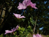 Malva moschata 20, Muskuskaasjeskruid, Saxifraga-Ed Stikvoort