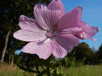 Malva moschata 22, Muskuskaasjeskruid, Saxifraga-Ed Stikvoort