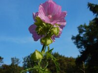 Malva moschata 23, Muskuskaasjeskruid, Saxifraga-Ed Stikvoort
