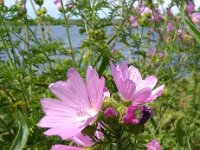 Malva moschata 24, Muskuskaasjeskruid, Saxifraga-Jeroen Willemsen
