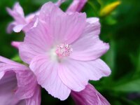 Malva moschata 25, Muskuskaasjeskruid, Saxifraga-Bart Vastenhouw