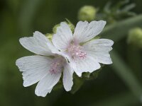 Malva moschata 26, Muskuskaasjeskruid, Saxifraga-Willem van Kruijsbergen