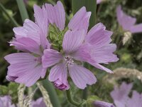 Malva moschata 27, Muskuskaasjeskruid, Saxifraga-Willem van Kruijsbergen