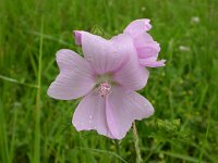 Malva moschata 3, Muskuskaasjeskruid, Saxifraga-Peter Meininger