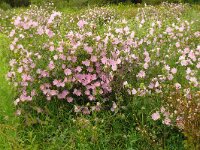 Malva moschata 31, Muskuskaasjeskruid, Saxifraga-Hans Grotenhuis