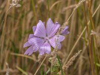 Malva moschata 33, Muskuskaasjeskruid, Saxifraga-Jan van der Straaten
