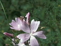 Malva moschata 4, Muskuskaasjeskruid, Saxifraga-Jan van der Straaten
