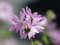Malva moschata 5, Muskuskaasjeskruid, Saxifraga-Bart Vastenhouw