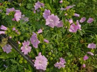 Malva moschata 6, Muskuskaasjeskruid, Saxifraga-Ab H Baas