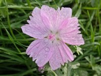 Malva moschata 7, Muskuskaasjeskruid, Saxifraga-Ab H Baas