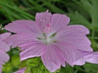 Malva moschata 8, Muskuskaasjeskruid, Saxifraga-Ab H Baas