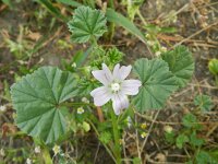 Malva neglecta 10, Klein kaasjeskruid, Saxifraga-Rutger Barendse