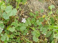 Malva neglecta 11, Klein kaasjeskruid, Saxifraga-Rutger Barendse
