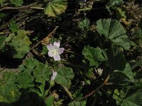 Malva neglecta 12, Klein kaasjeskruid, Saxifraga-Rutger Barendse