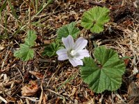 Malva neglecta 13, Klein kaasjeskruid, Saxifraga-Ed Stikvoort