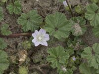Malva neglecta 14, Klein kaasjeskruid, Saxifraga-Willem van Kruijsbergen