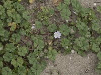 Malva neglecta 15, Klein kaasjeskruid, Saxifraga-Willem van Kruijsbergen