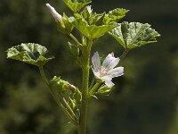Malva neglecta 2, Klein kaasjeskruid, Saxifraga-Marijke Verhagen
