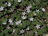 Malva neglecta 22, Klein kaasjeskruid, Saxifraga-Ed Stikvoort : Sisian - Vayk - Hermon A900