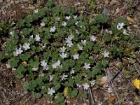 Malva neglecta 23, Klein kaasjeskruid, Saxifraga-Ed Stikvoort : Sisian - Vayk - Hermon A900