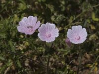 Malva neglecta 3, Klein kaasjeskruid, Saxifraga-Jan van der Straaten