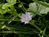 Malva neglecta 5, Klein kaasjeskruid, Saxifraga-Peter Meininger