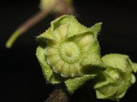 Malva neglecta 7, Klein kaasjeskruid, Saxifraga-Rutger Barendse