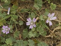 Malva neglecta 8, Klein kaasjeskruid, Saxifraga-Jan van der Straaten