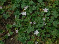 Malva neglecta 9, Klein kaasjeskruid, Saxifraga-Ed Stikvoort