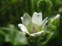 Malva pusilla 2, Rond kaasjeskruid, Saxifraga-Rutger Barendse