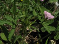 Malva setigera, Rough Marsh-mallow
