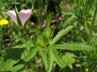 Malva setigera 2, Ruige heemst, Saxifraga-Rutger Barendse