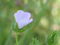 Malva setigera 7, Ruige heemst, Saxifraga-Jasenka Topic