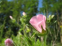 Malva setigera 9, Ruige heemst, Saxifraga-Rutger Barendse